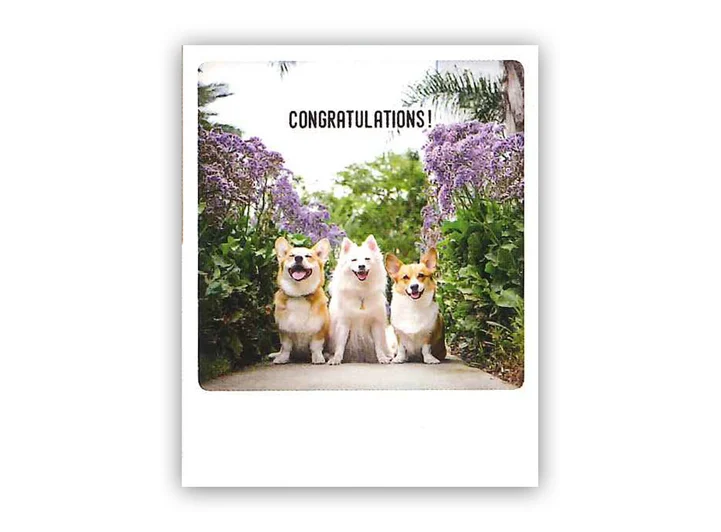 Pickmotion postkort - Congratulations Pickmotion - Postkort 