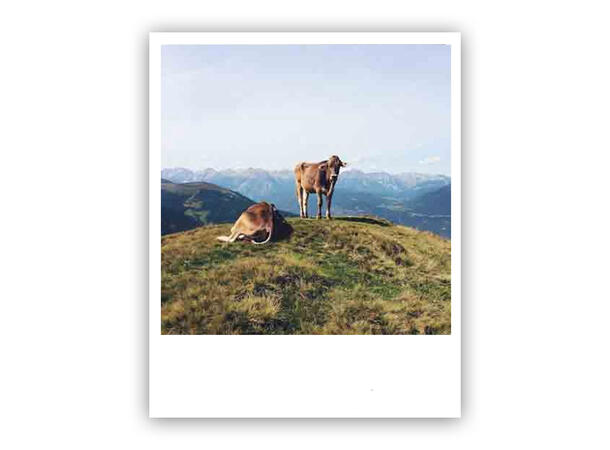 Pickmotion postkort - Cows Pickmotion - Postkort
