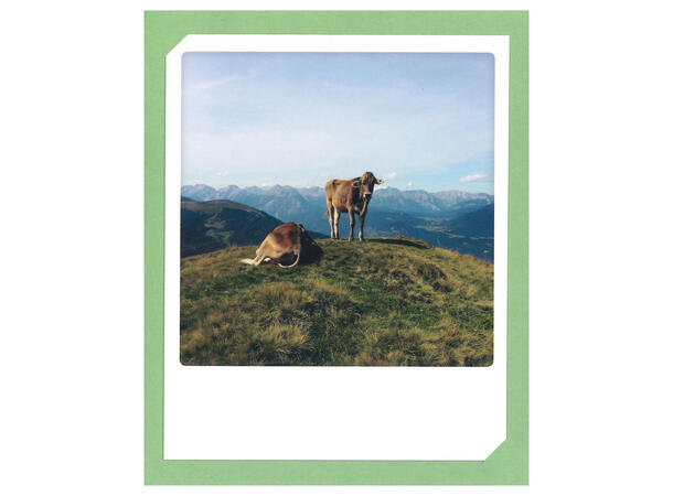 Pickmotion doble kort - Cows Pickmotion - Doble kort