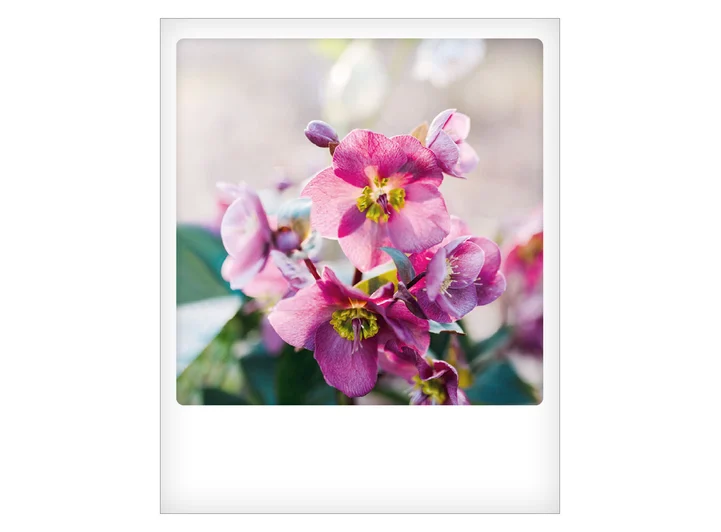 Pickmotion postkort - Blomst Pickmotion - Postkort 