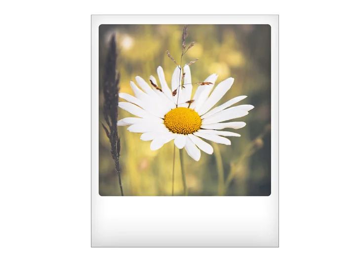 Pickmotion postkort - Blomst Pickmotion - Postkort 