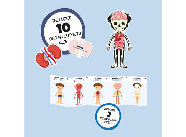 Puslespill kroppen gutt - 34 brikker 3+