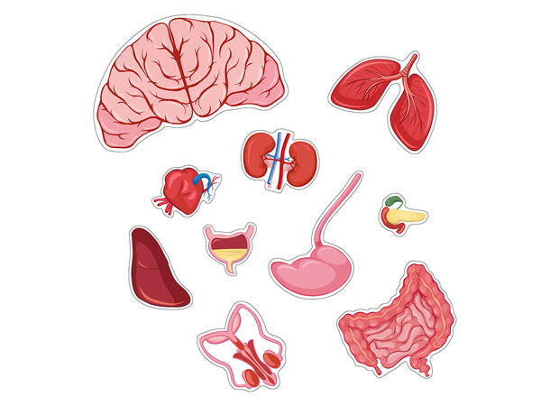 Puslespill kroppen gutt - 34 brikker 3+