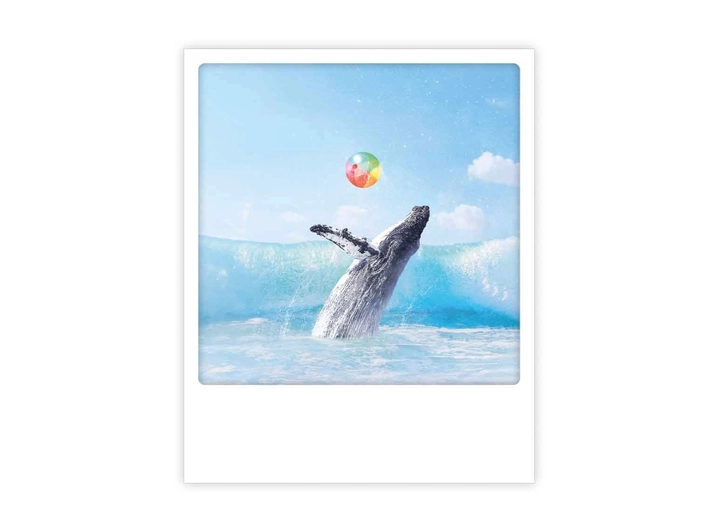 Pickmotion postkort - Whale Pickmotion - Postkort 
