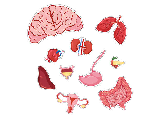 Puslespill kroppen jente  - 36 brikker 3+
